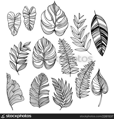 Hand-drawn tropical leaves. Vector sketch illustration.. Tropical leaves.  Sketch illustration.