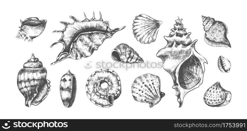 Hand drawn tropical marine seashells. Black and white graphic sketch of bivalves or spiral clamshells. Underwater inhabitants, isolated ocean cockleshells. Conch with pearls. Vector undersea fauna set. Hand drawn tropical marine seashells. Black and white sketch of bivalves or spiral clamshells. Underwater inhabitants, ocean cockleshells. Conch with pearls. Vector undersea fauna set