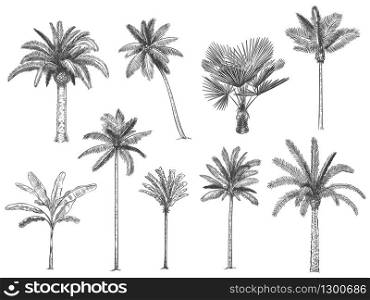 Hand drawn tropical palm trees. Vector set of hawaii beach palm tree, fern and frond outline, botany flora tropical illustration. Hand drawn tropical palm trees. Vector set