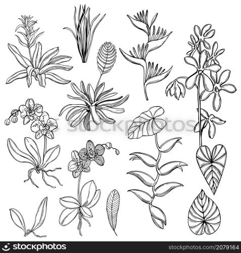 Hand drawn tropical plants and flowers on white background. Vector sketch illustration
