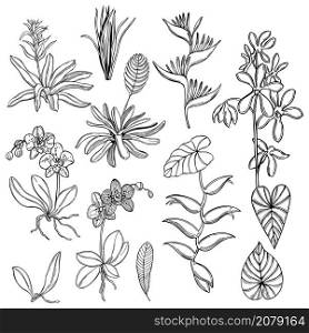 Hand drawn tropical plants and flowers on white background. Vector sketch illustration