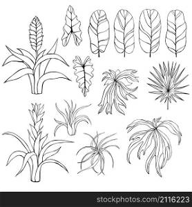 Hand drawn tropical plants. Leaves and flowers. Vector sketch illustration. Hand drawn tropical plants. Leaves and flowers.