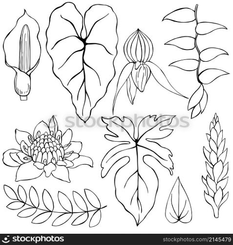 Hand drawn tropical plants. Leaves and flowers. Vector sketch illustration.. Hand drawn tropical plants.
