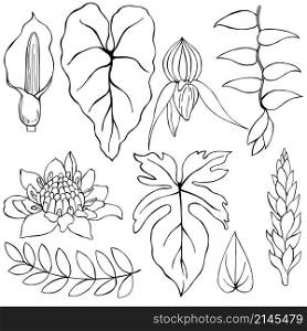 Hand drawn tropical plants. Leaves and flowers. Vector sketch illustration.. Hand drawn tropical plants.