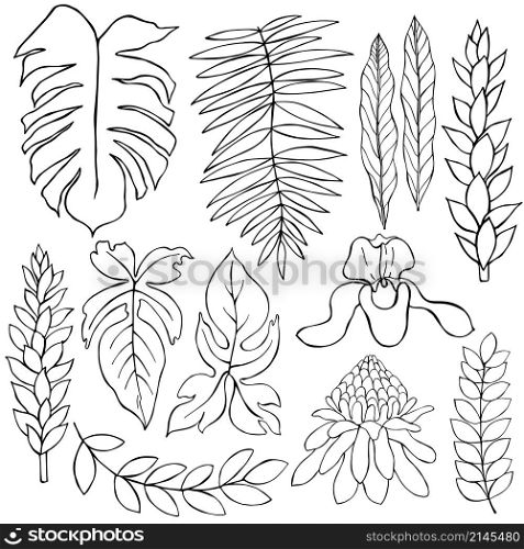 Hand drawn tropical plants. Leaves and flowers. Vector sketch illustration.. Hand drawn tropical plants