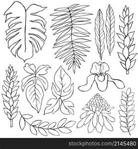 Hand drawn tropical plants. Leaves and flowers. Vector sketch illustration.. Hand drawn tropical plants