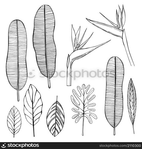 Hand drawn tropical plants. Leaves and flowers.Vector sketch illustration.. Tropical plants. Leaves and flowers.Vector sketch illustration.