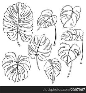 Hand drawn tropical plants. Monstera leaves on white background.Vector sketch illustration. Hand drawn tropical plants.