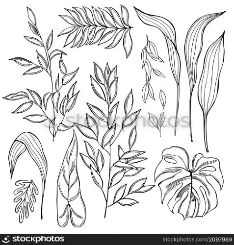 Hand drawn tropical plants on white background. Vector sketch illustration. Hand drawn tropical plants.