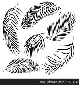 Hand drawn tropical plants. Palm leaves. Vector sketch illustration.. Hand drawn tropical plants.Palm leaves.