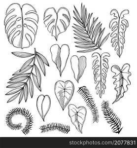 Hand drawn tropical plants. Vector sketch illustration.. Tropical plants. Vector illustration.