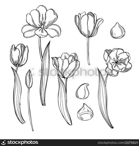 Hand drawn tulips. Flowers, leaves and bulbs on white background. Vector sketch illustration.. Tulips. Vector illustration.