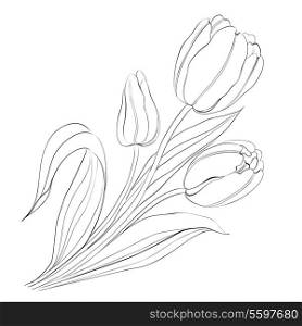 Hand drawn tulips. Vector illustration.