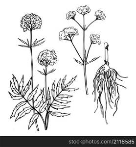 Hand drawn Valerian Leaf, root and flower. Medicinal herbs. Vector sketch illustration.. Hand drawn Valerian Leaf, root and flower.