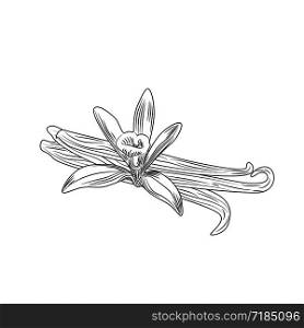 Hand drawn vanilla flower seed plant branch leaf. Isolated on white background. Engraved style. Vector illustration. Hand drawn vanilla flower seed plant branch leaf.