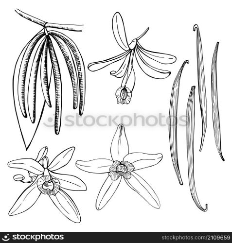 Hand drawn vanilla. The pods and flowers. Vector sketch illustration.. Hand drawn vanilla. The pods and flowers.