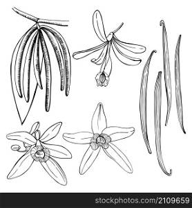 Hand drawn vanilla. The pods and flowers. Vector sketch illustration.. Hand drawn vanilla. The pods and flowers.