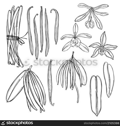 Hand drawn vanilla. The pods and flowers. Vector sketch illustration.. Hand drawn vanilla. Vector illustration.