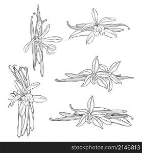 Hand drawn vanilla. The pods and flowers. Vector sketch illustration.. Hand drawn vanilla. Vector illustration.