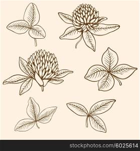 Hand drawn vector clover flowers and leaves