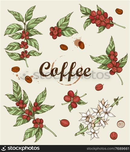 Hand drawn vector coffee plant and coffee beans. Vintage style. 