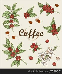 Hand drawn vector coffee plant and coffee beans. Vintage style.