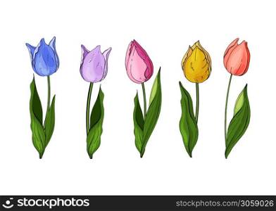Hand drawn vector colorful tulips set. Flowers isolated on background. Vector. Flowers isolated on background. Vector. Hand drawn vector colorful tulips set.