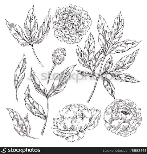 Hand drawn vector sketch collection of flower peony. Best for DIY decorative collection. Peony flowers elements