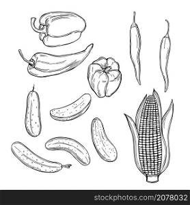 Hand drawn vegetables on white background.Corn, cucumbers, sweet pepper. Vector sketch illustration. . Sketch vegetables. Vector illustration