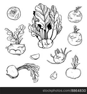 Hand-drawn vegetables on white background. Kohlrabi, German turnip or turnip cabbage. Vector sketch  illustration. . Sketch vegetables. Vector  illustration