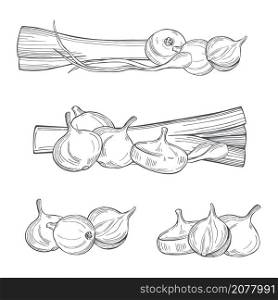 Hand drawn vegetables on white background. Onions and leeks. Vector sketch illustration. . Onions and leeks. Vector illustration.