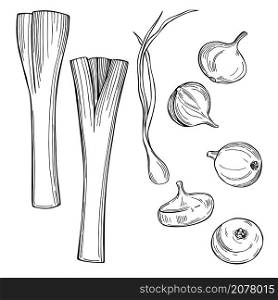 Hand drawn vegetables on white background. Onions and leeks. Vector sketch illustration. . Sketch vegetables. Vector illustration