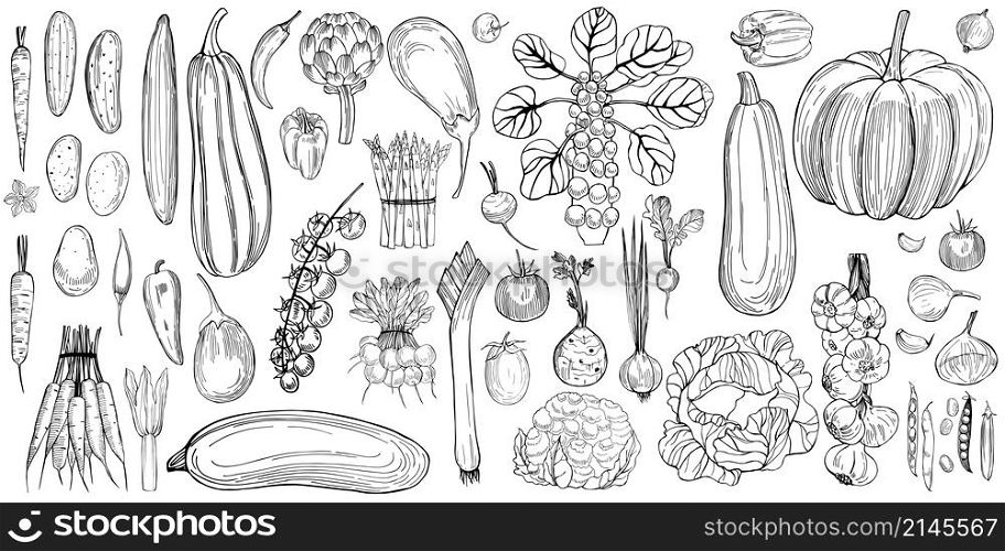 Hand drawn vegetables on white background. Vector sketch illustration.. Hand drawn vegetables on white background.