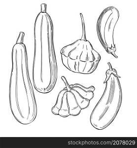 Hand drawn vegetables on white background. Zucchini and eggplant. Vector sketch illustration. . Sketch vegetables. Vector illustration