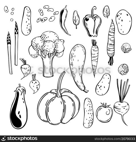 Hand drawn vegetables. Vector sketch illustration.