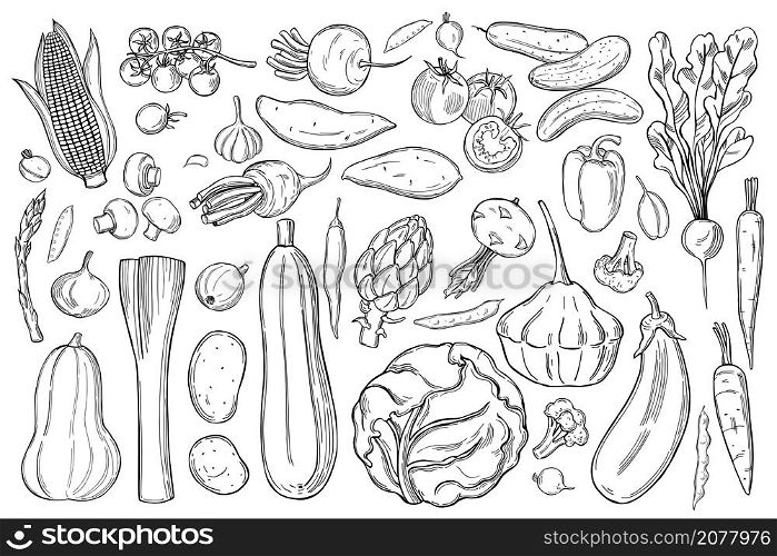 Hand drawn vegetables. Vector sketch illustration. . Vegetables. Sketch illustration