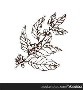 Hand drawn vintage big coffee-tree branch with coffee berries and leaves. Vector illustration. Decoration of a coffee house or coffee shop. Pencil drawn in vintage engraving style. Separately on a white background.