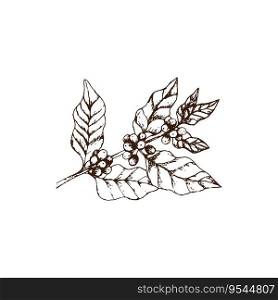 Hand drawn vintage coffee-tree twig with coffee berries and leaves. Vector illustration. Decoration of a coffee house or coffee shop. Pencil drawn in vintage engraving style. Separately on a white background.