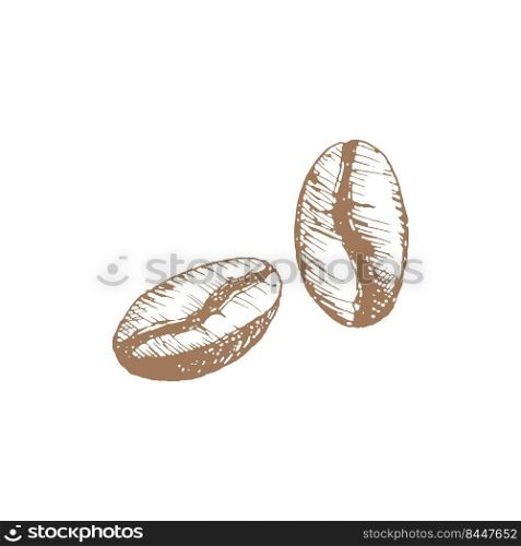 Hand drawn vintage of coffee and 2 coffee grains vector illustration. Natural coffee beans roasted. Pencil drawn in vintage engraving style. Separate on a white background.