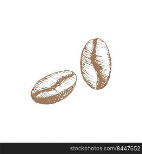 Hand drawn vintage of coffee and 2 coffee grains vector illustration. Natural coffee beans roasted. Pencil drawn in vintage engraving style. Separate on a white background.