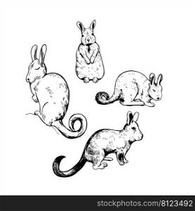 Hand-drawn Viscacha  Lagidium Viscacia, Vizcacha rodent animal, Lagidium Peruanum .  Vector sketch  illustration.. Viscacha. Sketch  illustration.
