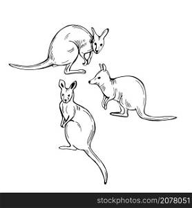 Hand drawn wallaby (medium-sized macropod marsupial). Vector sketch illustration.. Hand drawn wallaby. Vector illustration.