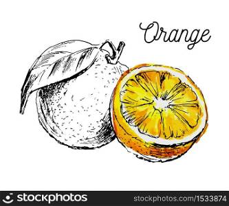 Hand drawn watercolor painting on white background. Vector illustration of fruit. Hand drawn watercolor painting on white background. Vector illustration of fruit orange