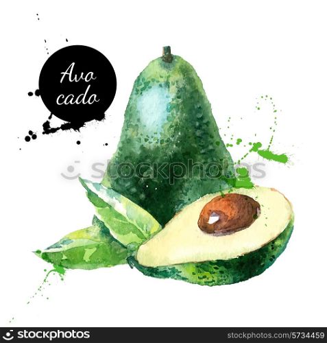 Hand drawn watercolor painting on white background. Vector illustration of fruit avocado