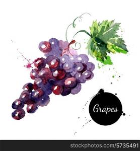 Hand drawn watercolor painting on white background. Vector illustration of fruit grapes
