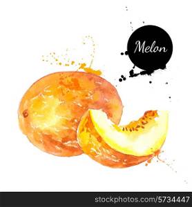Hand drawn watercolor painting on white background. Vector illustration of fruit melon