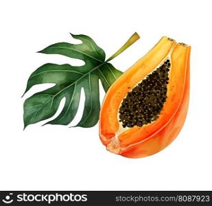 Hand drawn watercolor painting on white background. Vector illustration of fruit papaya