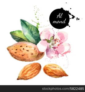 Hand drawn watercolor painting on white background. Vector trace illustration of nut almond