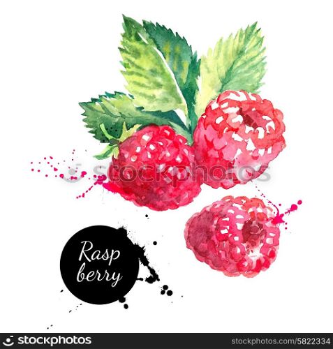 Hand drawn watercolor painting raspberry on white background. Vector illustration of berries