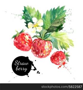 Hand drawn watercolor painting strawberry on white background. Vector illustration of berries